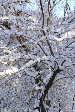 雪林