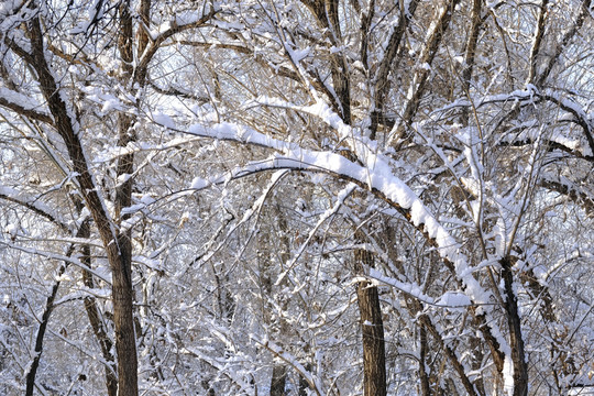 雪林