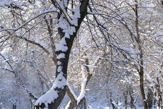 雪林