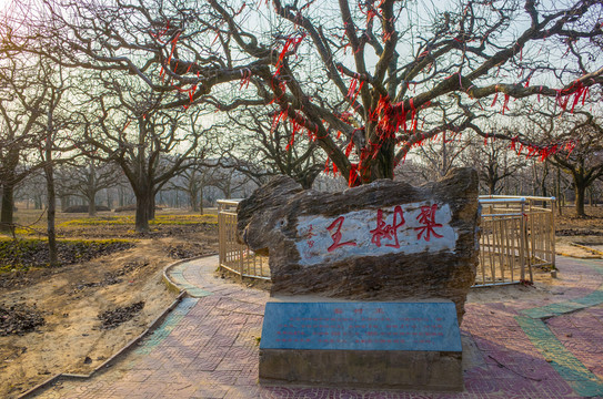 寧陵梨樹(shù)王