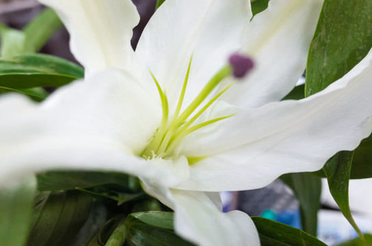 白色百合花