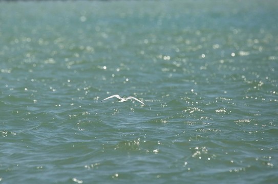 蔚藍(lán)大海 一點(diǎn)鷗