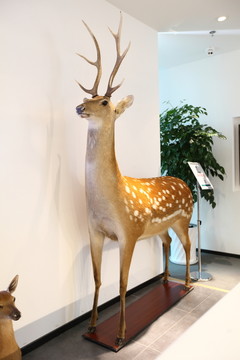 鹿頭 梅花鹿 鹿角