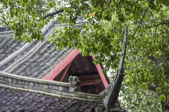 屋脊龍