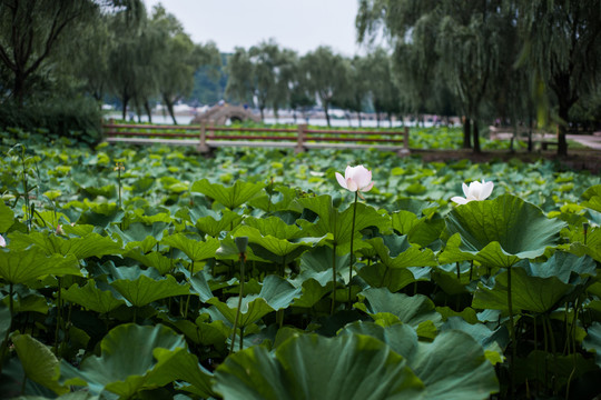 荷花