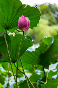 荷花