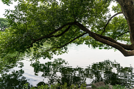 貼水樹木