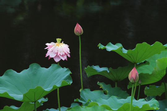 荷花