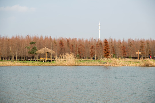 濕地公園秋天
