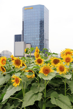 向陽花