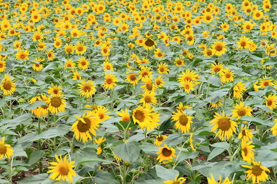 向陽花