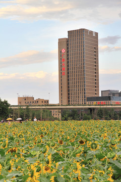 向陽花