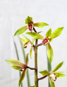 蘭花花劍