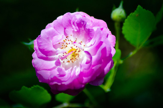 薔薇花