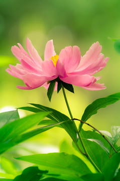 芍藥花