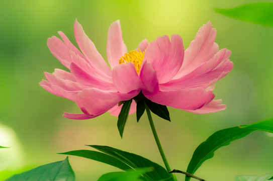 芍藥花