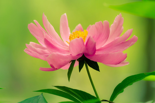 芍藥花