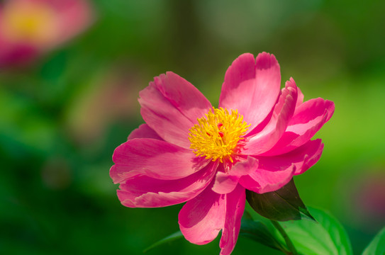 芍藥花