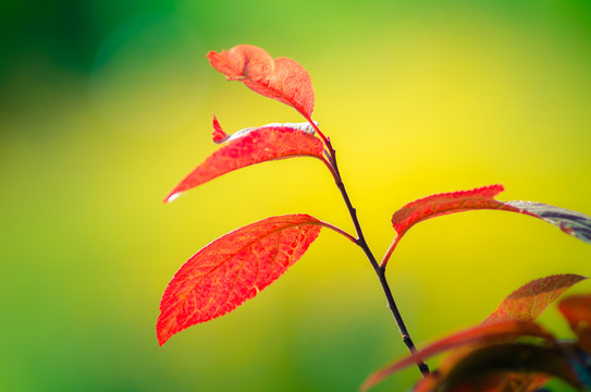 紅葉