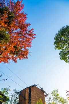 秋日楓葉紅似火