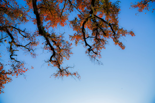 秋日楓葉紅似火