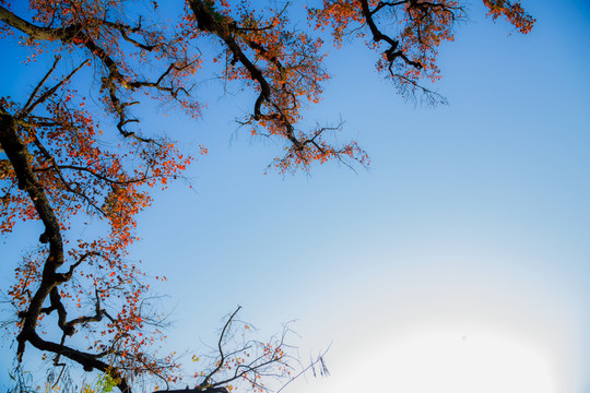 秋日楓葉紅似火