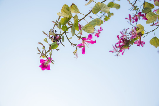 紫荊花