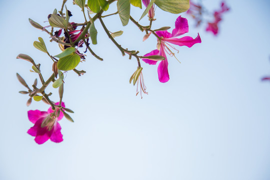 紫荊花