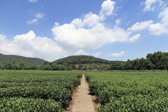 龍井茶園