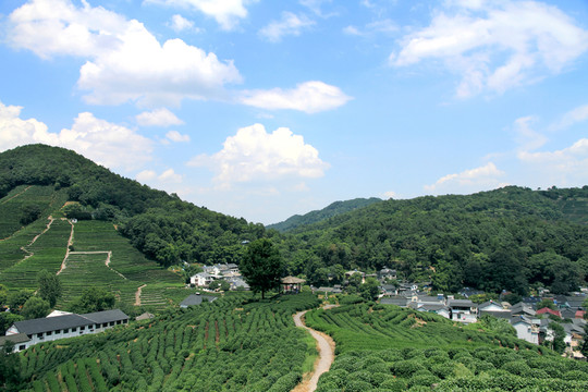 龍井茶