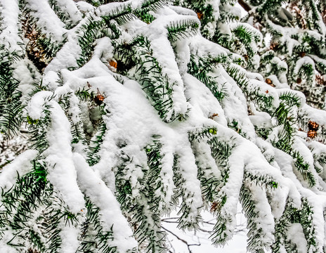 大雪壓青松