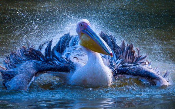 鵜鶘 鳥 沐浴