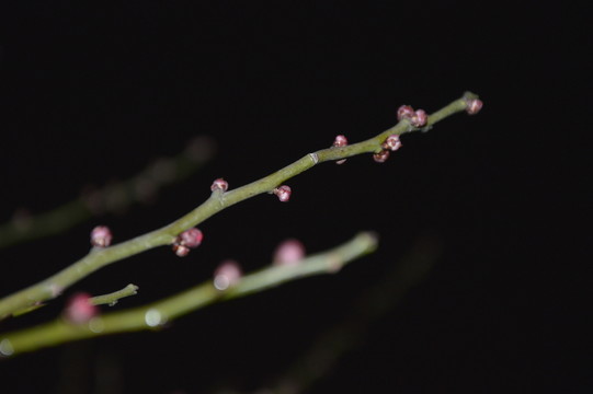 簇簇紅花俏枝頭