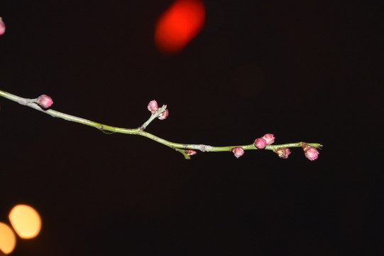 雨夜下的梅花