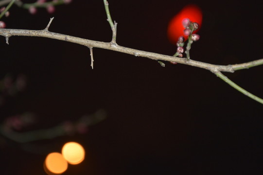 雨夜下的梅花