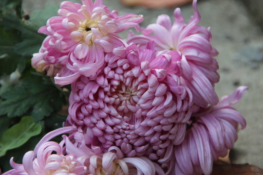 美麗 花束 光暈