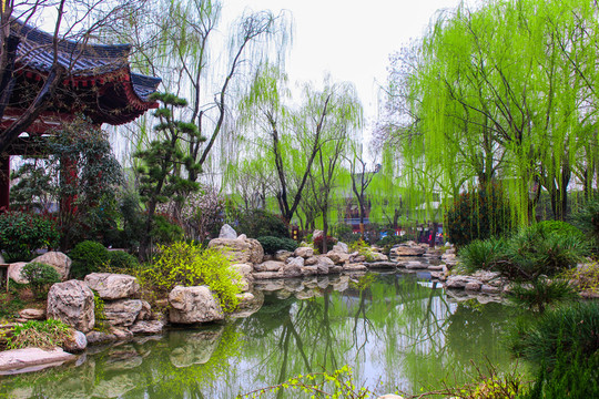景區(qū)園林柳樹
