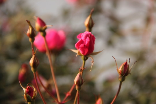 美麗 花束 光暈