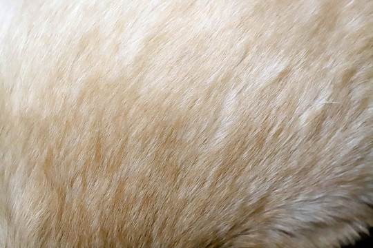 金毛犬毛發(fā)狗毛特寫
