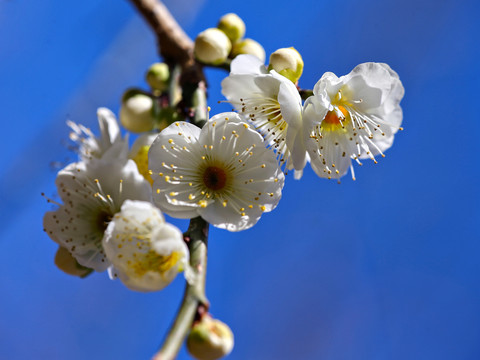 櫻花