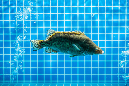 桂魚