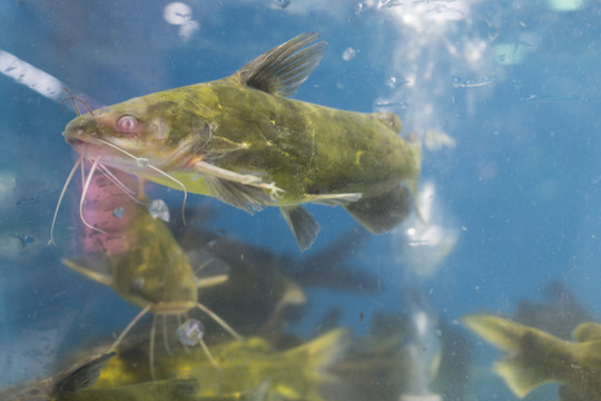 汪刺魚