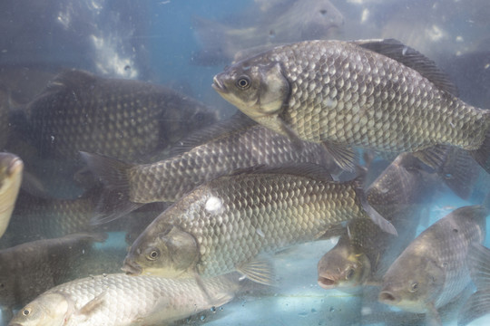 鯽魚
