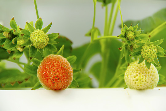 草莓種植