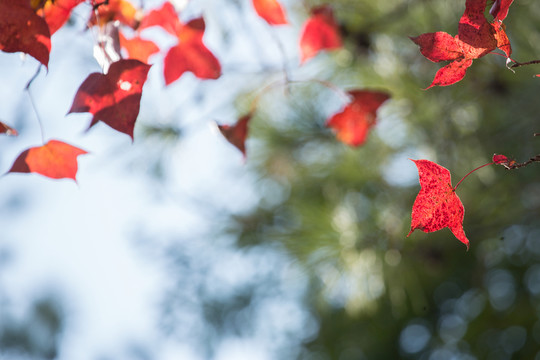 紅楓葉