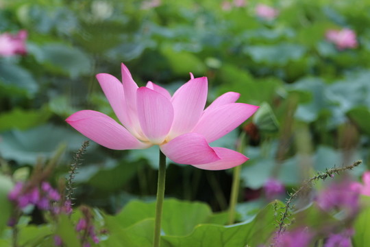 圓明園荷花