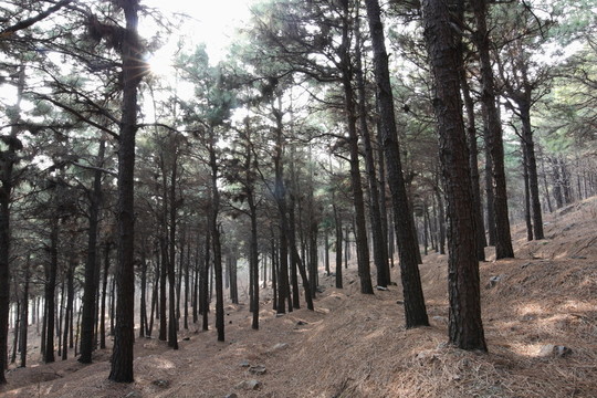 樹林