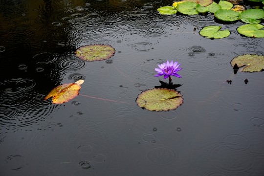 雨中睡蓮
