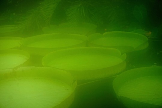 夢(mèng)幻王蓮