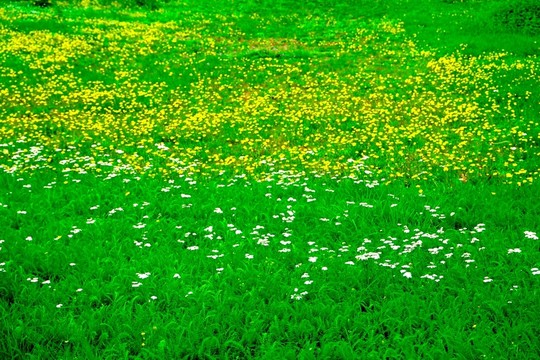 芳草地